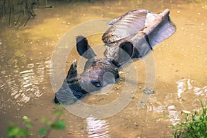 August 27, 2014 - Indian Rhino bathing in Chitwan National Park,