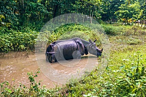 August 27, 2014 - Indian Rhino bathing in Chitwan National Park,