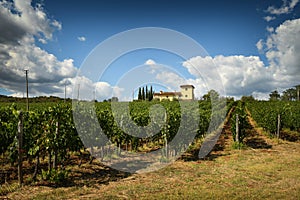 12 August 2017: Beautiful Vineyard with blue cloudy sky in Chianti region. Located near Florence, Tuscany.