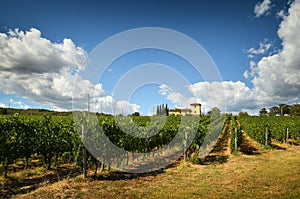 12 August 2017: Beautiful Vineyard with blue cloudy sky in Chianti region. Located near Florence, Tuscany.