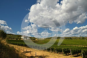 12 August 2017: Beautiful Vineyard with blue cloudy sky in Chianti region. Located near Florence, Tuscany.