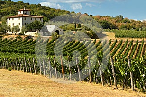 12 August 2017: Beautiful Vineyard with blue sky in Chianti region. Located near Florence, Tuscany.