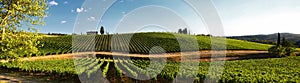 12 August 2017: Beautiful vineyard and blue sky in Chianti, Tuscany.