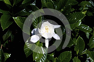 August Beauty Gardenia    846464