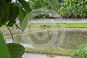 Rice farm worker on the rice field photo