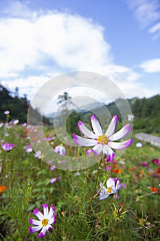 Clear skies and Cosmos bipinnata photo