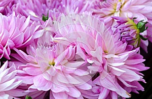 August flower market in Redmond town center