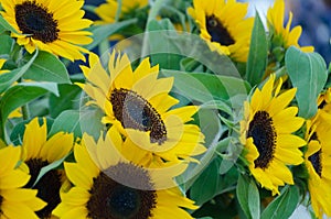 August flower market in Redmond town center