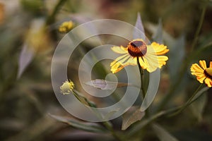 August in the garden, a common sneezeweed flower, bokeh photo