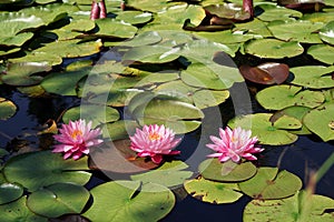 August in the garden, three pink water lily flowers