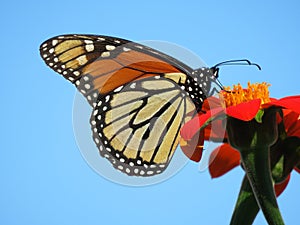 August Monarch Butterfly Feeding on the Nectar