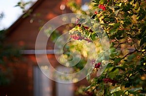 August morning at the old dacha