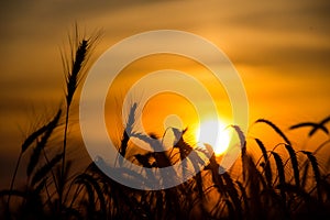 August, silhouettes of wheat against the background of the Golden sun falling over the horizon