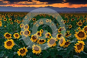 August Sunflowers In Colorado