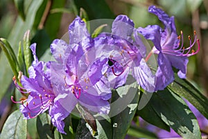 Augustines rhododendrons rhododendron augustinii flowers