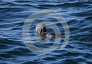 Auklet Bird with fish in mouth