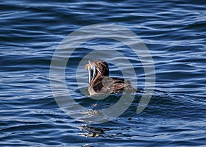 Auklet Bird with fish in mouth