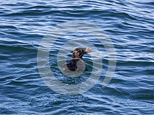 Auklet bird swimming in water