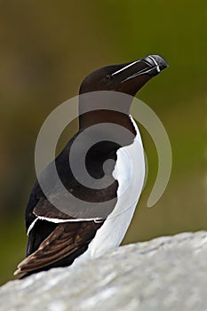 Auks Razorbill, Alca torda, Arctic black and white cute bird sitting on the rock. Bird in nature habitat, Iceland. Auks on the