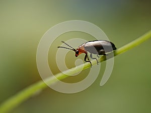 Aulacophora femoralis Known as Insects.