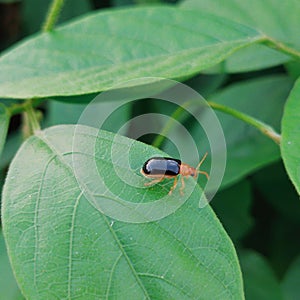 An Aulacophora femoralis is perching on the lush shrubs. Macro photography.