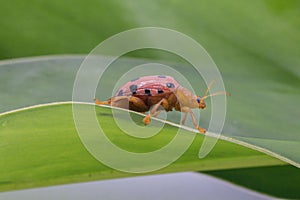 Aulacophora indica Gmelin ,lady bug insect.