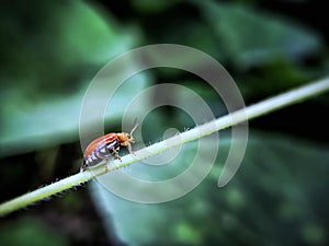 an Aulacophora insect walking on branch