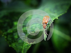 an Aulacophora insect walking on leaves