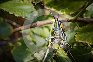 Aularches miliaris is a monotypic grasshopper species of the genus Aularches