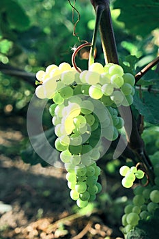 Aunch of grapes on a bright Sunny day.Kishmish grape variety