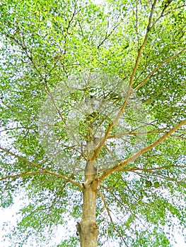 Aura of King Terminalia Fresh green ivorensis as background image.