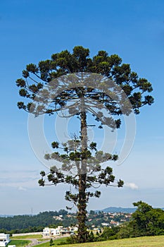 Auracaria tree in Brazil photo