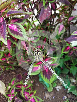 AURANTIA ARGIOPE BLACK YELLOW SPIDER