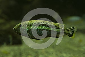 Auratus cichlid, golden mbuna, Malawi golden cichlid Melanochromis auratus.