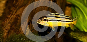 Auratus cichlid Melanochromis auratus golden mbuna aquarium fish