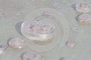 Aurelia aurita, also called the common jellyfish