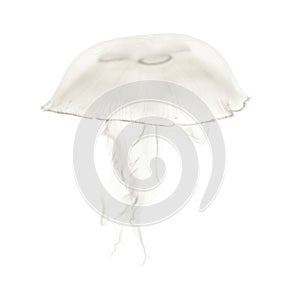 Aurelia aurita also called the common jellyfish against white ba photo