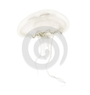 Aurelia aurita also called the common jellyfish against white ba photo