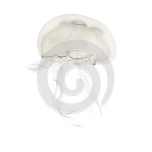 Aurelia aurita also called the common jellyfish against white ba photo