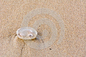 Aurelia aurita on the beach in Hel Poland