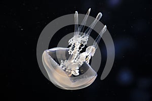 Aurelia aurita common jellyfish or moon, saucer jelly