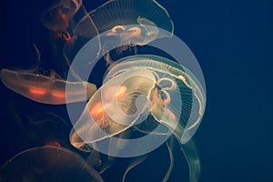 Aurelia aurita jellyfish in aquarium