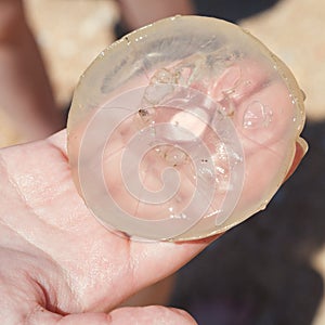 Aurelia aurita jellyfish on palm close up