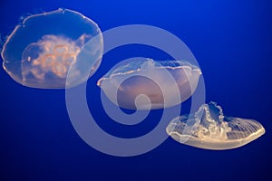 Aurelia labiata - moon Jellyfish