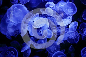 Aurelia labiata, moon jellyfish, in the dark sea water. White blue jellyfish in nature ocean habitat. Water floating bell medusa f