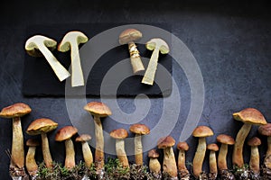 Aureoboletus projectellus mushrooms on dark background. photo