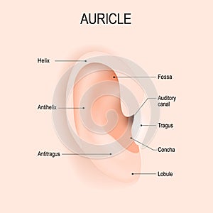 Auricle. Anatomy of the human ear. piercing