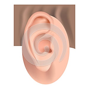 Auricle. Human ear anatomy. Hearing aid. photo