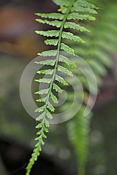 Auricled Spleenwort fern in Fakahatchee Strand Preserve State Park, Florida