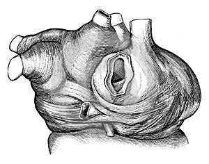 Auricles Muscles, vintage illustration